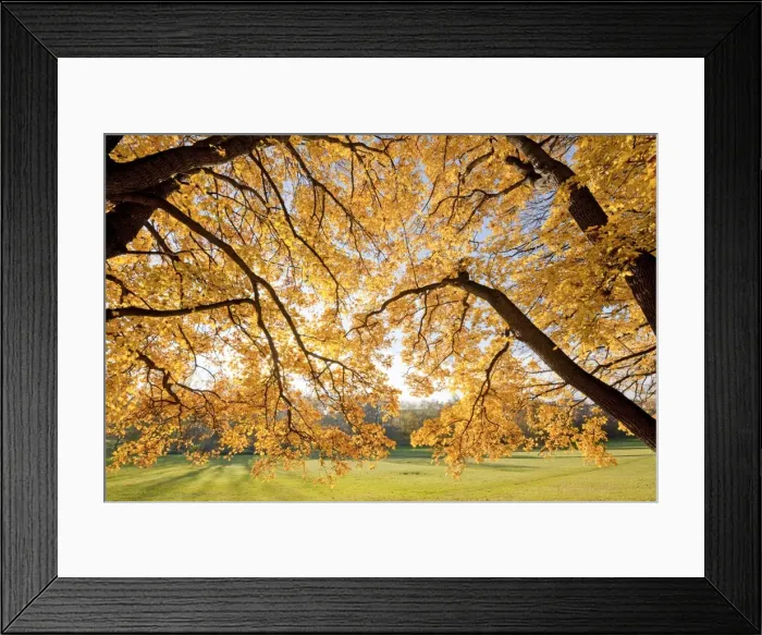 Framed Print : Autumnal coloured Field Maple -Acer campestre- in a park, Erfurt, Thuringia, Germany Framed Print : Autumnal coloured Field Maple -Acer campestre- in a park, Erfurt, Thuringia, Germany