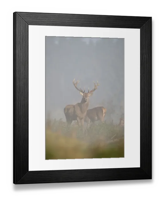 Framed Print : Red Deer -Cervus elaphus- in fog, Unterallgaeu, Allgaeu, Bavaria, Germany, Europe Framed Print : Red Deer -Cervus elaphus- in fog, Unterallgaeu, Allgaeu, Bavaria, Germany, Europe