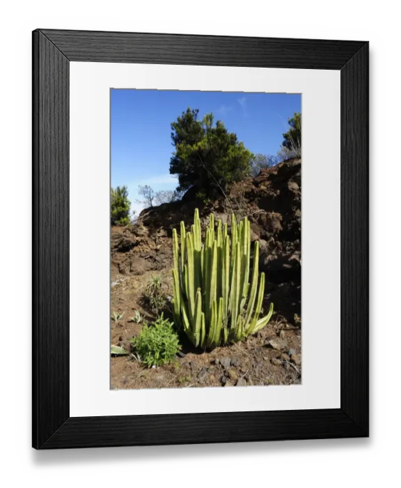 Framed Print : Spurge -Euphorbia sp. -, La Palma, Canary Islands, Spain, Europe, PublicGround Framed Print : Spurge -Euphorbia sp. -, La Palma, Canary Islands, Spain, Europe, PublicGround