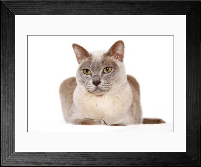 Framed Print : Burmese cat