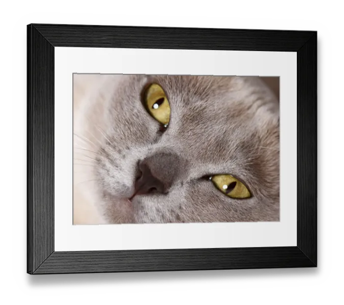 Framed Print : Burmese cat