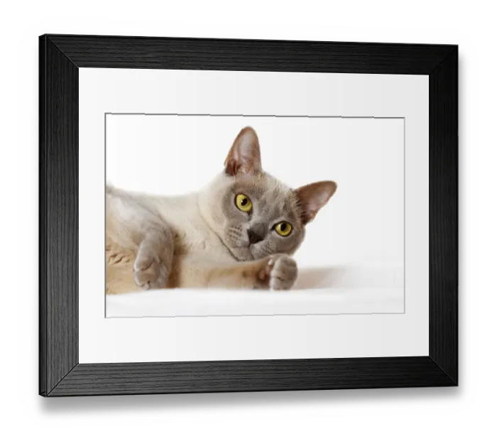 Framed Print : Burmese cat Framed Print : Burmese cat