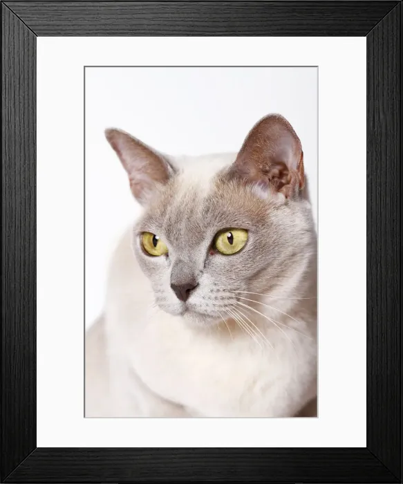 Framed Print : Burmese cat, portrait Framed Print : Burmese cat, portrait