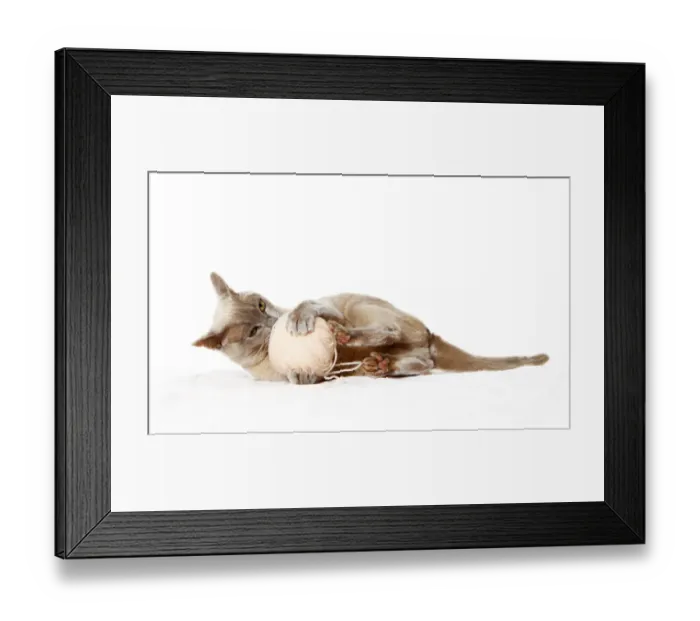 Framed Print : Burmese cat playing with ball of wool Framed Print : Burmese cat playing with ball of wool