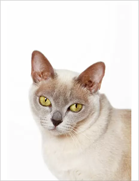 Burmese cat, portrait
