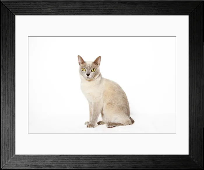 Framed Print : Burmese cat Framed Print : Burmese cat