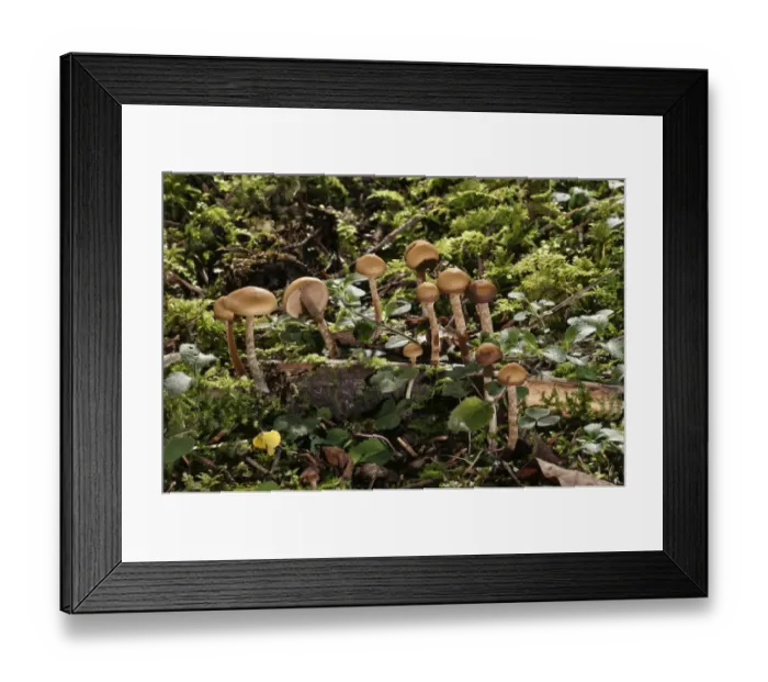 Framed Print : Autumn Skullcap -Galerina autumnalis-, Untergroeningen, Baden-Wuerttemberg, Germany, Europe Framed Print : Autumn Skullcap -Galerina autumnalis-, Untergroeningen, Baden-Wuerttemberg, Germany, Europe