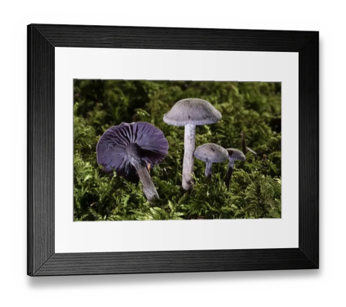 Framed Print : Purple Laccaria Amethystea -Laccaria amethystea-, Untergroeningen, Baden-Wuerttemberg, Germany, Europe Framed Print : Purple Laccaria Amethystea -Laccaria amethystea-, Untergroeningen, Baden-Wuerttemberg, Germany, Europe