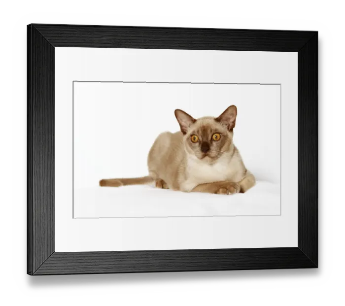Framed Print : Burmese cat Framed Print : Burmese cat