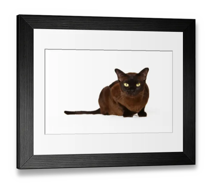 Framed Print : Burmese cat Framed Print : Burmese cat