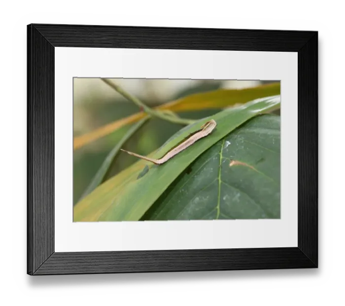 Framed Print : Caterpillar of the purple mort bleu butterfly -Eryphanis polyxena-, found in South America