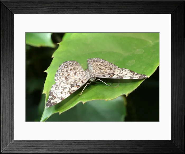 Framed Print : Cracker butterfly -Hamadryas februa-, found in South America Framed Print : Cracker butterfly -Hamadryas februa-, found in South America