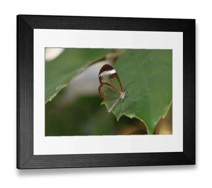 Framed Print : Glasswinged butterfly -Greta oto-, found in South America Framed Print : Glasswinged butterfly -Greta oto-, found in South America