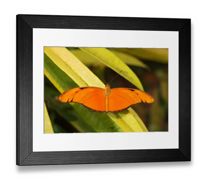 Framed Print : Julia butterfly -Dryas julia-, found in South America Framed Print : Julia butterfly -Dryas julia-, found in South America