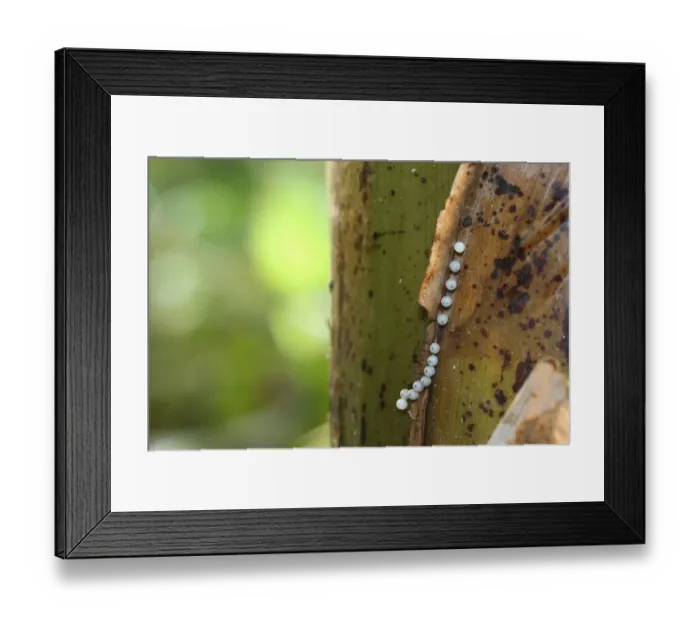 Framed Print : Eggs of the owl -Caligo memnon- on a banana plant, found in South America