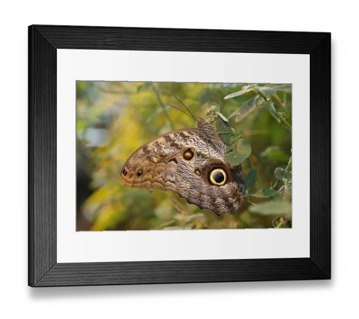 Framed Print : Owl -Caligo memnon-, found in South America Framed Print : Owl -Caligo memnon-, found in South America