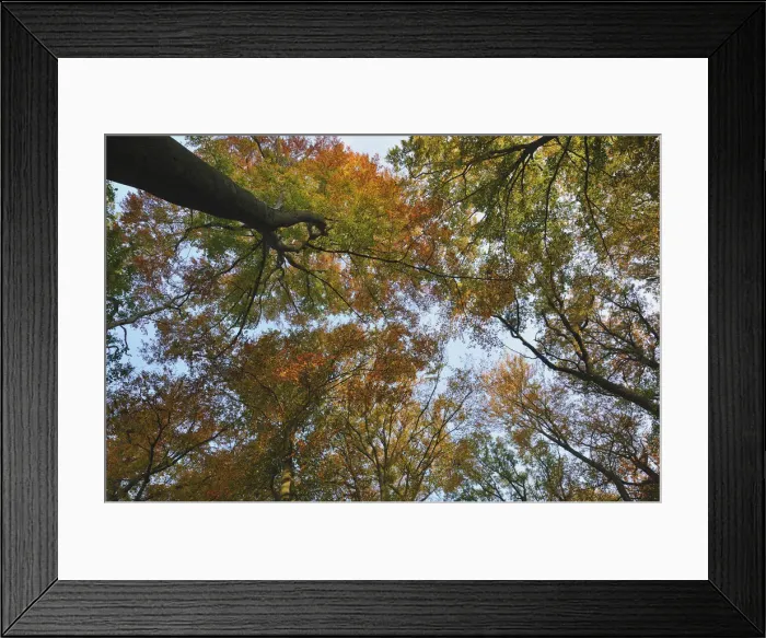 Framed Print : Common beeches -Fagus sylvatica- in autumn, Lower Rhine region, North Rhine-Westphalia, Germany Framed Print : Common beeches -Fagus sylvatica- in autumn, Lower Rhine region, North Rhine-Westphalia, Germany