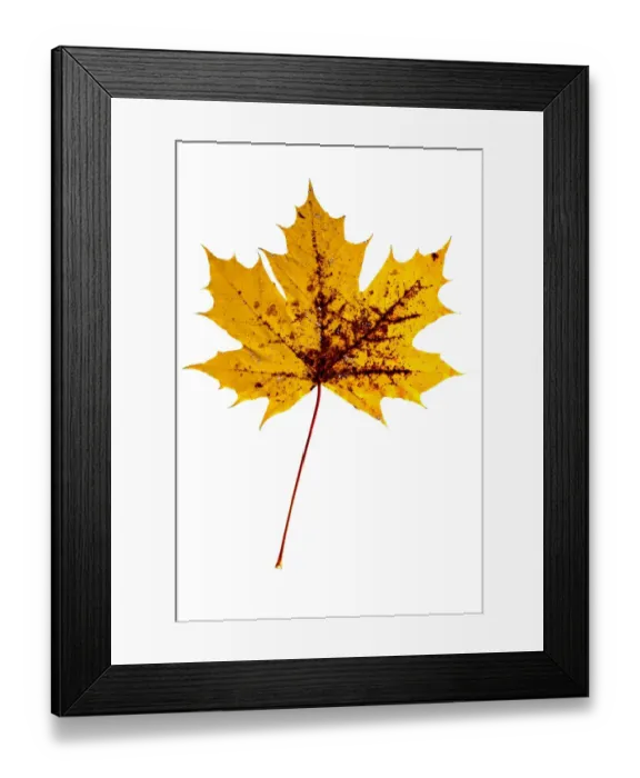Framed Print : Yellow, autumn-coloured maple leaf -Acer- with brown spots
