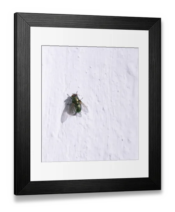 Framed Print : Green bottle fly -Lucilia- perched on a white wall Framed Print : Green bottle fly -Lucilia- perched on a white wall
