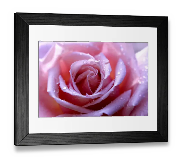 Framed Print : Rose -Rosa-, scented rose, variety Provence, with dew drops, close-up Framed Print : Rose -Rosa-, scented rose, variety Provence, with dew drops, close-up