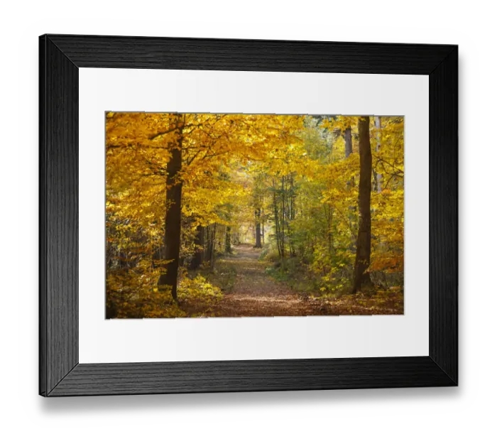 Framed Print : Trail to the Old Palace in autumn, Schwarzwald, Baden-Baden, Baden-Wurttemberg, Germany Framed Print : Trail to the Old Palace in autumn, Schwarzwald, Baden-Baden, Baden-Wurttemberg, Germany