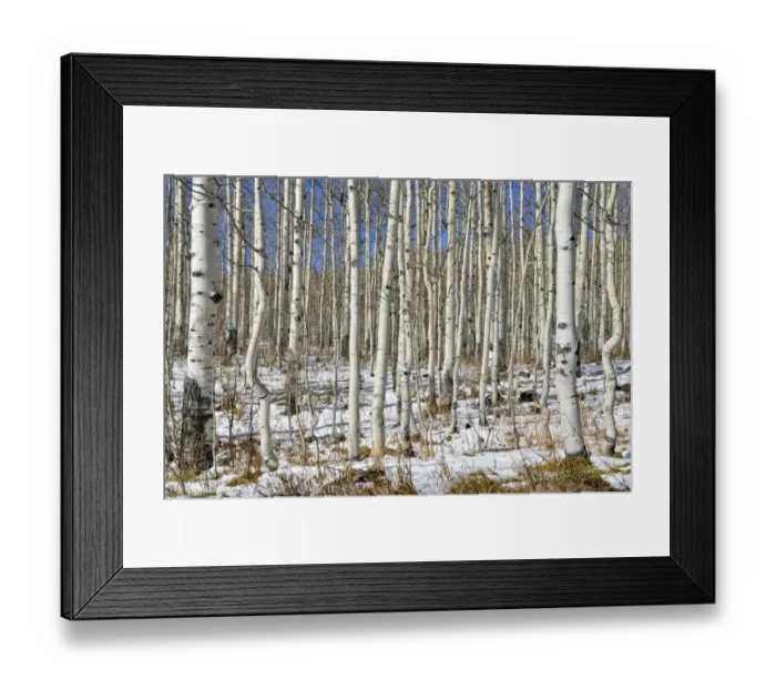 Framed Print : Trunks of Common Aspen or Quaking Aspen -Populus tremula-, Old Road Mesa, Grand Mesa National Forest, Colorado, USA Framed Print : Trunks of Common Aspen or Quaking Aspen -Populus tremula-, Old Road Mesa, Grand Mesa National Forest, Colorado, USA