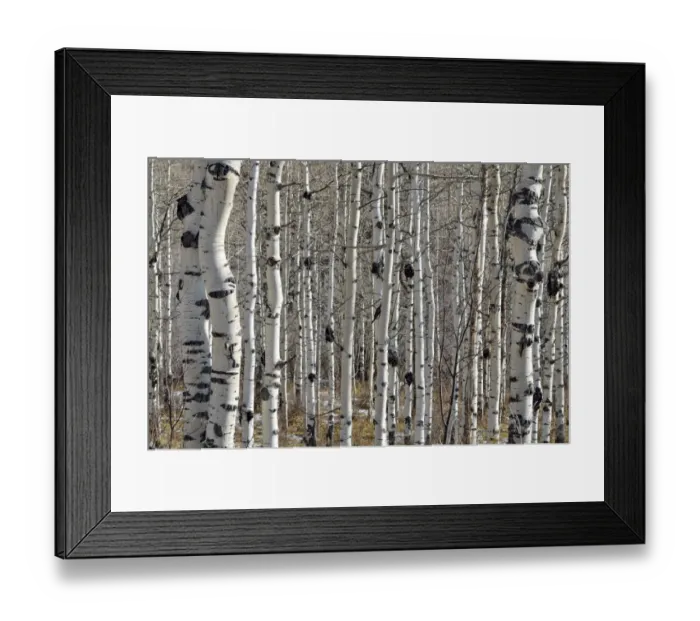 Framed Print : Trunks of Common Aspen or Quaking Aspen -Populus tremula-, Old Road Mesa, Grand Mesa National Forest, Colorado, USA