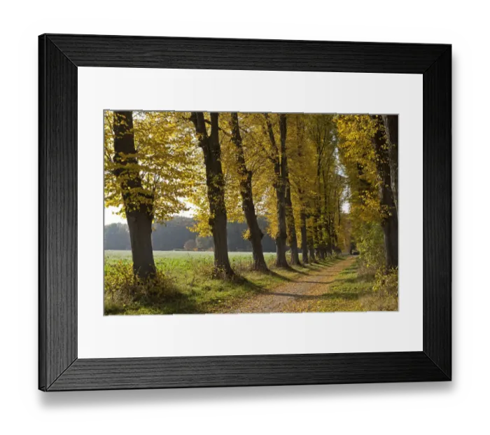 Framed Print : Autumnal forest, Lueneburg, Lower Saxony, Germany, Europe Framed Print : Autumnal forest, Lueneburg, Lower Saxony, Germany, Europe