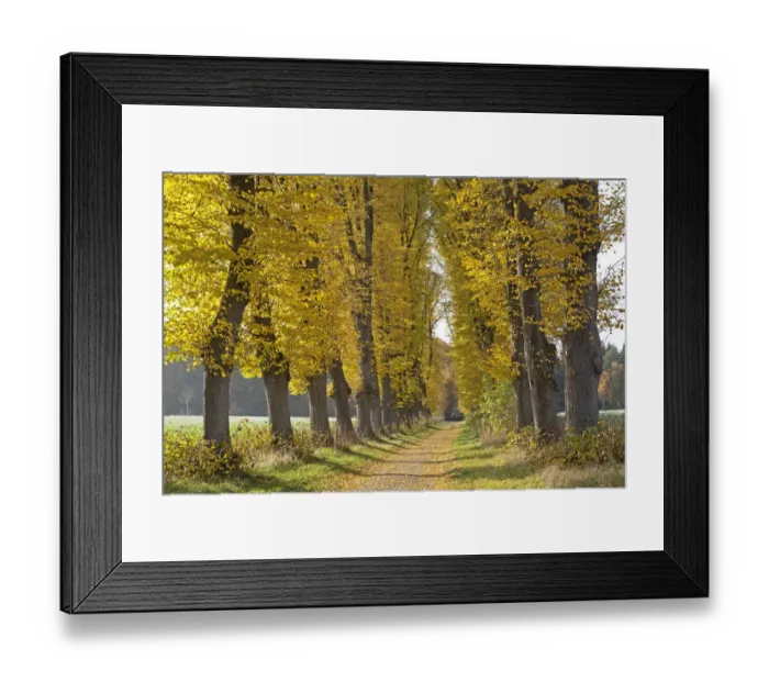 Framed Print : Autumnal forest, Lueneburg, Lower Saxony, Germany, Europe Framed Print : Autumnal forest, Lueneburg, Lower Saxony, Germany, Europe
