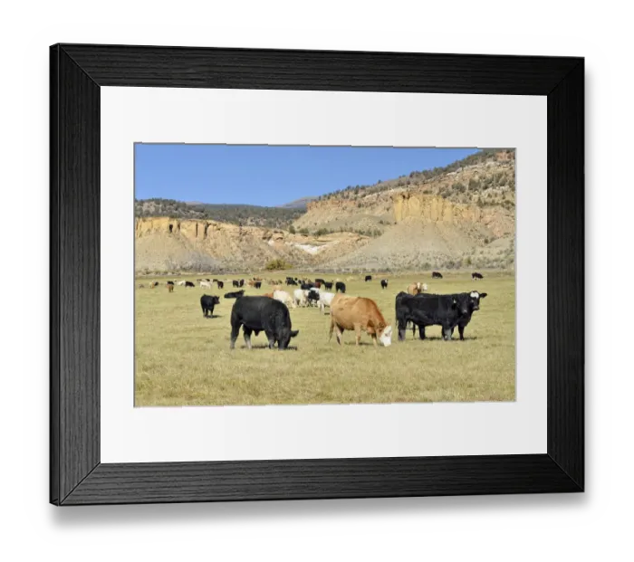 Framed Print : Cattle heard at the George Creek Road, Eckert near Cedaredge, Colorado, USA Framed Print : Cattle heard at the George Creek Road, Eckert near Cedaredge, Colorado, USA