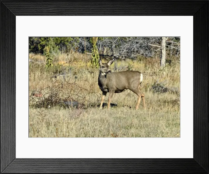 Framed Print : Mule Deer -Odocoileus hemionus-, Cedaredge, Colorado, USA Framed Print : Mule Deer -Odocoileus hemionus-, Cedaredge, Colorado, USA