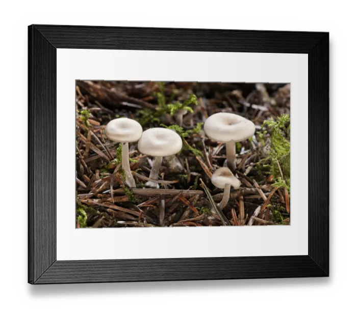 Framed Print : Clitocybe -Clitocybe langei-, Untergroeningen, Baden-Wuerttemberg, Germany, Europe