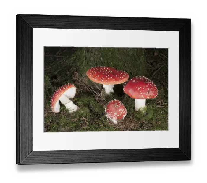 Framed Print : Fly Agaric -Amanita muscaria-, Untergroeningen, Baden-Wuerttemberg, Germany, Europe