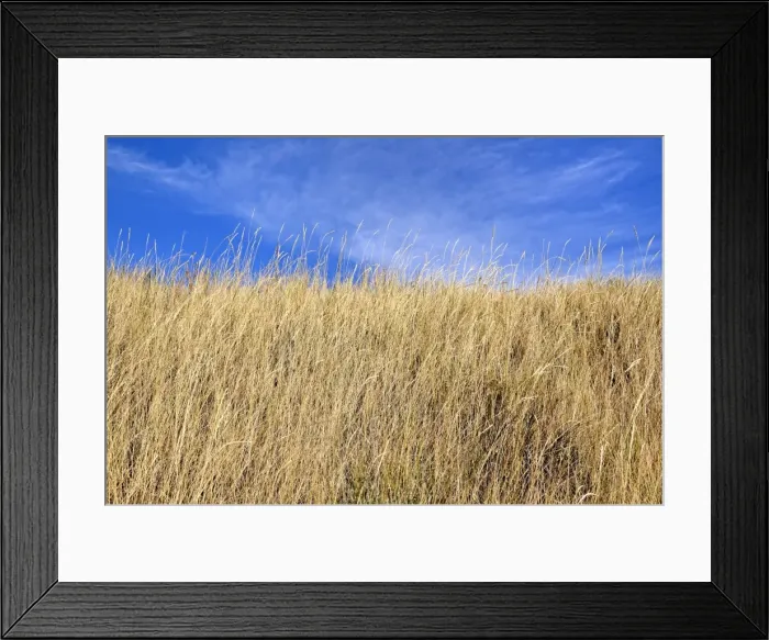 Framed Print : Grassy slope, Black Canyon of the Gunnison National Park, Gunnison, Colorado, USA Framed Print : Grassy slope, Black Canyon of the Gunnison National Park, Gunnison, Colorado, USA