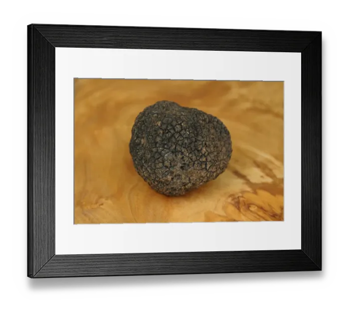 Framed Print : Burgundy Truffle -Tuber uncinatum-, Switzerland, Europe Framed Print : Burgundy Truffle -Tuber uncinatum-, Switzerland, Europe