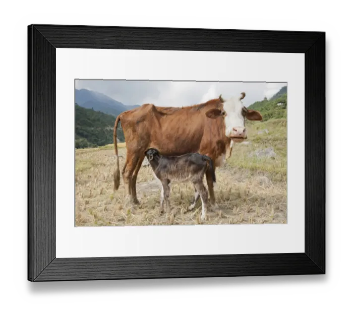 Framed Print : Domestic cattle -Bos primigenius taurus-, cow suckling her calf, near Punakha, the Himalayas, Kingdom of Bhutan, South Asia, Asia Framed Print : Domestic cattle -Bos primigenius taurus-, cow suckling her calf, near Punakha, the Himalayas, Kingdom of Bhutan, South Asia, Asia