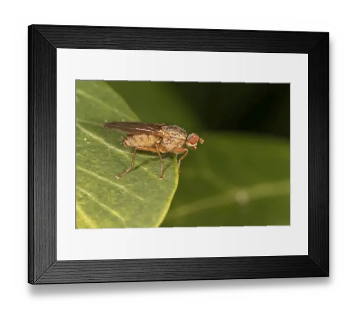 Framed Print : Horn Fly -Tetanocera sp. -, Untergroeningen, Baden-Wuerttemberg, Germany, Europe Framed Print : Horn Fly -Tetanocera sp. -, Untergroeningen, Baden-Wuerttemberg, Germany, Europe