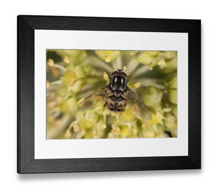 Framed Print : Noon Fly -Mesembrina meridiana- on flowering ivy, Untergroeningen, Baden-Wuerttemberg, Germany, Europe Framed Print : Noon Fly -Mesembrina meridiana- on flowering ivy, Untergroeningen, Baden-Wuerttemberg, Germany, Europe