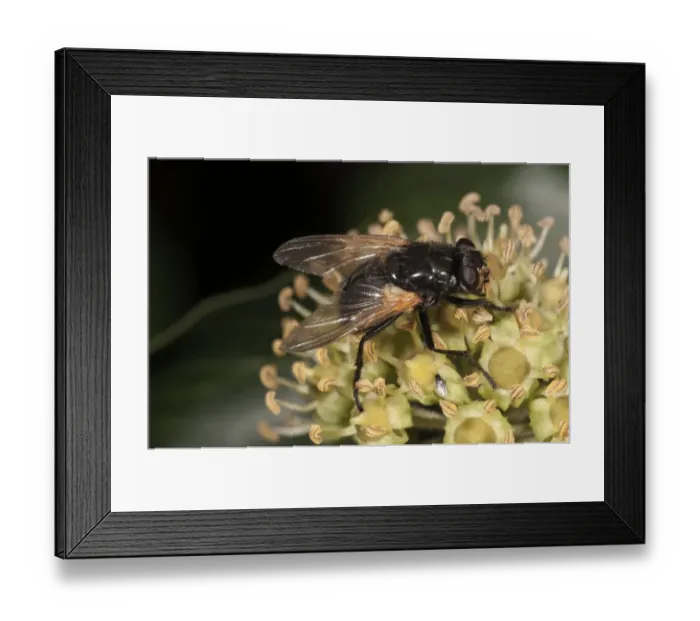 Framed Print : Noon Fly -Mesembrina meridiana- on flowering ivy, Untergroeningen, Baden-Wuerttemberg, Germany, Europe