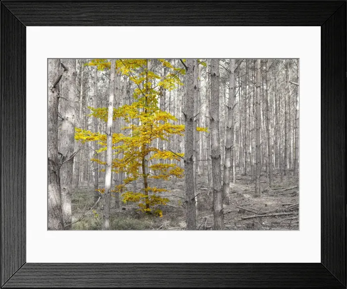 Framed Print : Autumn leaves of a single deciduous tree between pine trees, Dahlen, Saxony, Germany Framed Print : Autumn leaves of a single deciduous tree between pine trees, Dahlen, Saxony, Germany
