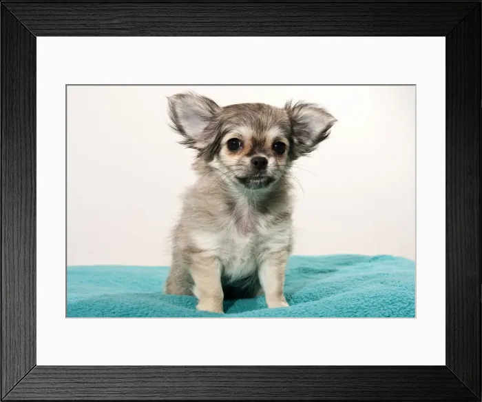 Framed Print : Chihuahua puppy Framed Print : Chihuahua puppy