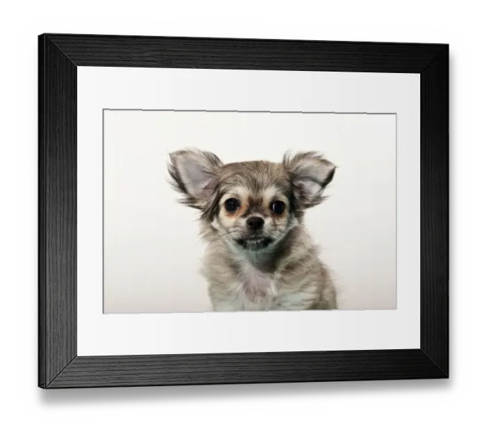 Framed Print : Chihuahua puppy Framed Print : Chihuahua puppy