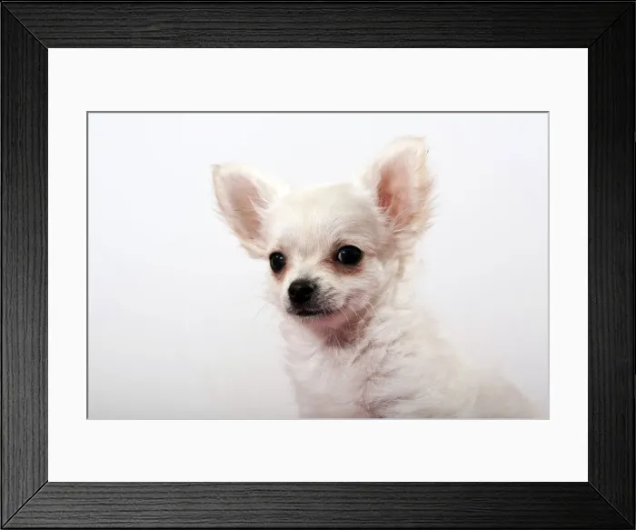 Framed Print : Chihuahua puppy Framed Print : Chihuahua puppy