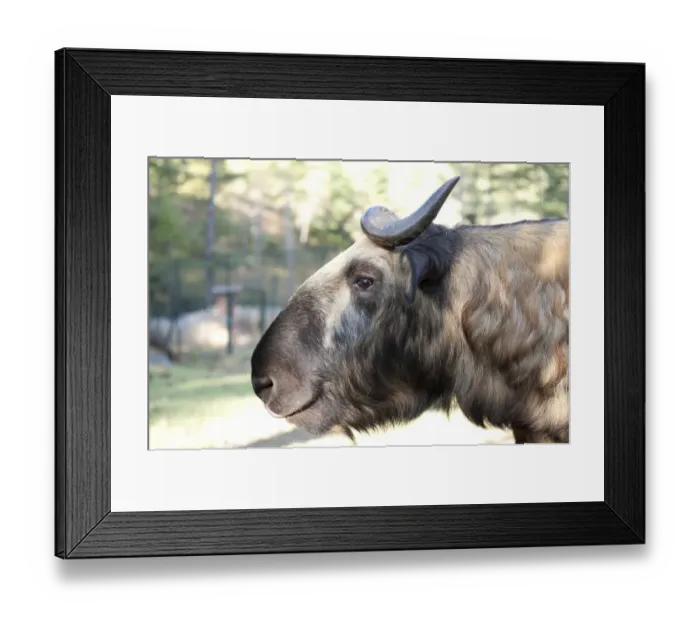 Framed Print : Mishmi Takin -Budorcas taxicolor-, Bhutans national animal, portrait, Motithang Takin Preserve, Thimphu, the Himalayas, Kingdom of Bhutan, South Asia, Asia Framed Print : Mishmi Takin -Budorcas taxicolor-, Bhutans national animal, portrait, Motithang Takin Preserve, Thimphu, the Himalayas, Kingdom of Bhutan, South Asia, Asia