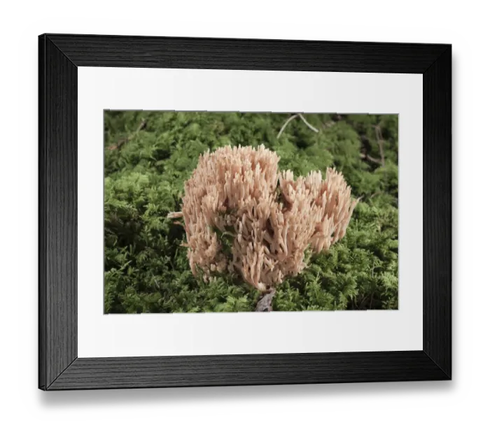 Framed Print : Coral Fungi or Antler Fungi -Ramaria pallida-, Untergroeningen, Baden-Wuerttemberg, Germany, Europe Framed Print : Coral Fungi or Antler Fungi -Ramaria pallida-, Untergroeningen, Baden-Wuerttemberg, Germany, Europe