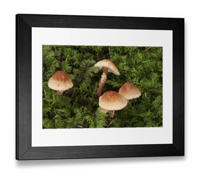 Framed Print : Chestnut Dapperling -Lepiota castanea-, Untergroeningen, Baden-Wuerttemberg, Germany, Europe