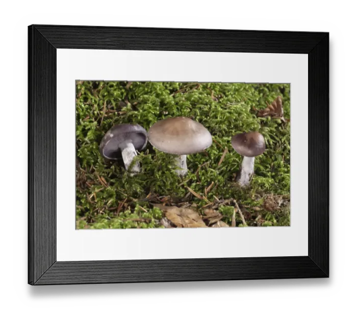 Framed Print : Wood Blewit -Lepista nuda-, Untergroeningen, Baden-Wuerttemberg, Germany, Europe Framed Print : Wood Blewit -Lepista nuda-, Untergroeningen, Baden-Wuerttemberg, Germany, Europe