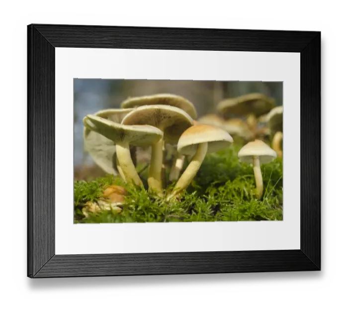 Framed Print : Sulphur or sulfur tuft, or clustered woodlover -Hypholoma fasciculare-, cluster, Brandenburg, Germany, Europe Framed Print : Sulphur or sulfur tuft, or clustered woodlover -Hypholoma fasciculare-, cluster, Brandenburg, Germany, Europe
