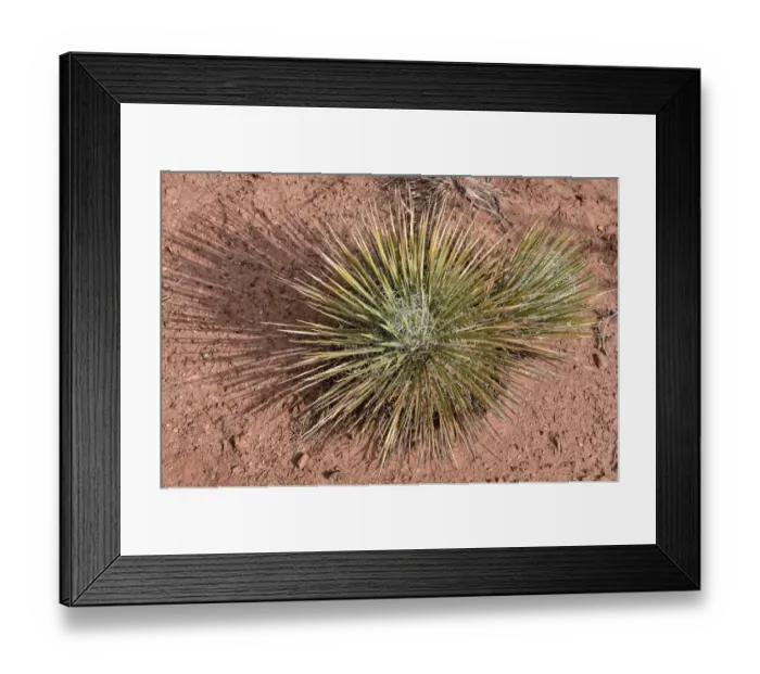 Framed Print : Narrowleaf yucca -Yucca angustissima-, Dead Horse Point State Park, Moab, Utah, USA