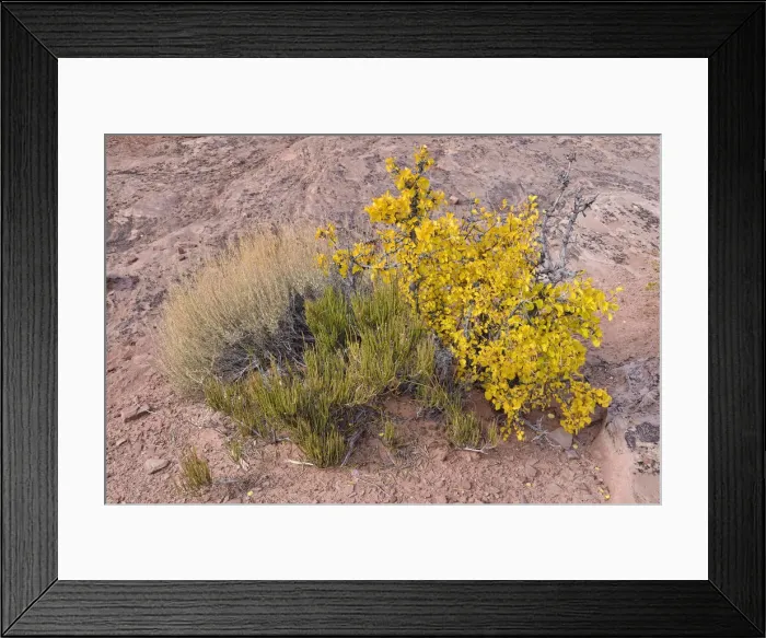 Framed Print : Dwarf birch -Betula sp. -, Dead Horse Point State Park, Moab, Utah, USA Framed Print : Dwarf birch -Betula sp. -, Dead Horse Point State Park, Moab, Utah, USA